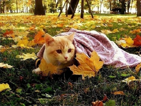 Похолодание осень