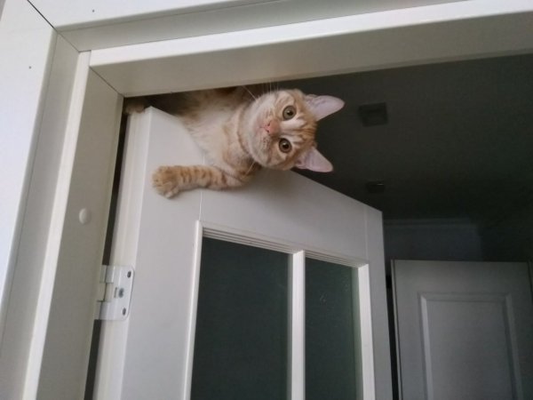 Кот и дверь Мем