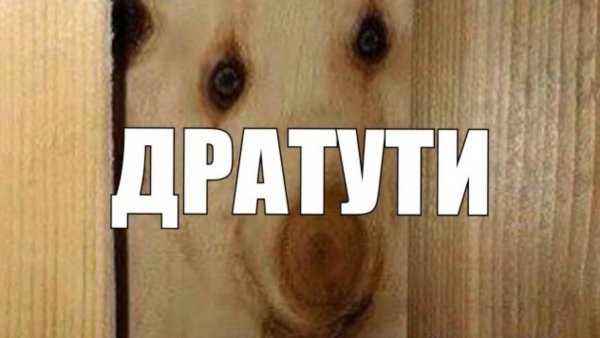 Дратути собака