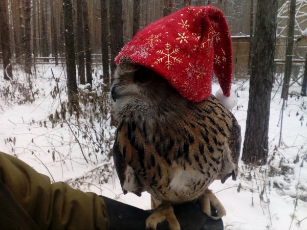 Здратути прикольные