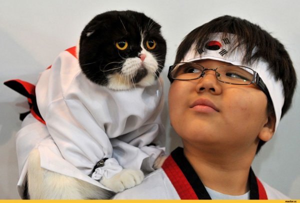 Корейский кот