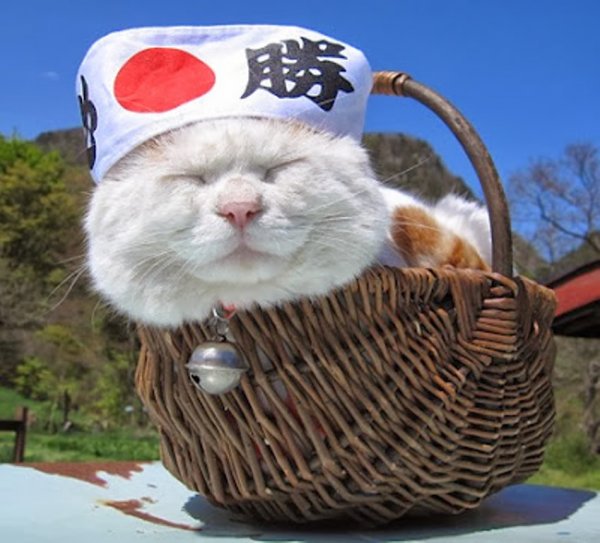Кошки в Японии