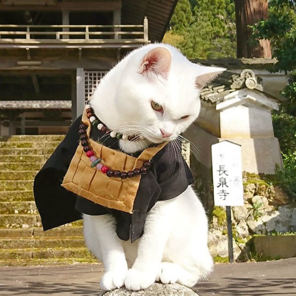 Коюки японский кот