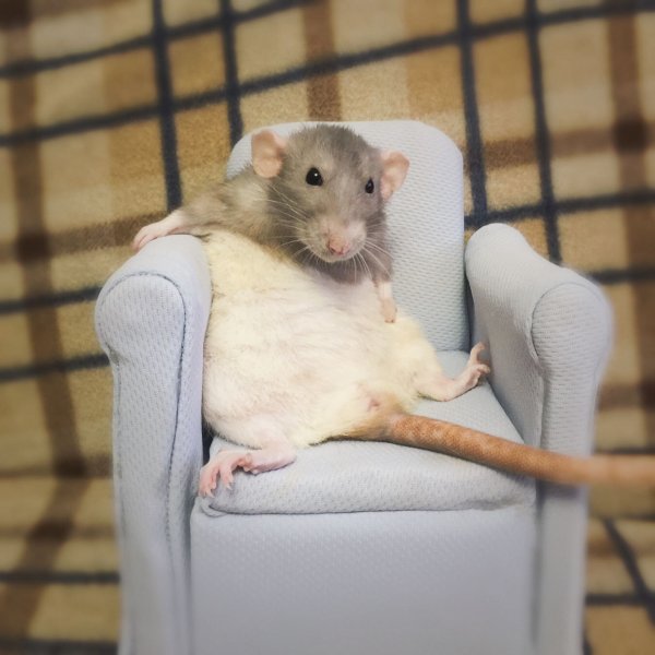 Смешная мышь