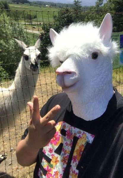 Удивленная альпака