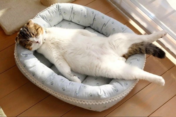 Кошка балдеет