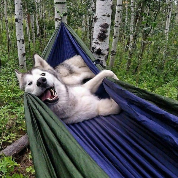 Щенок в гамаке