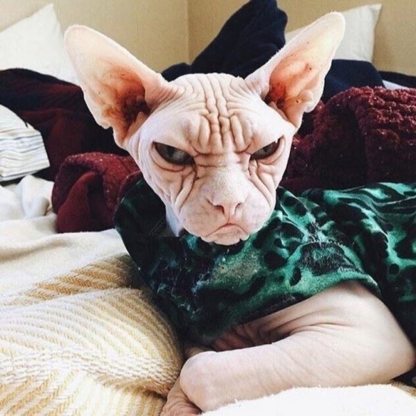 Обида прикол