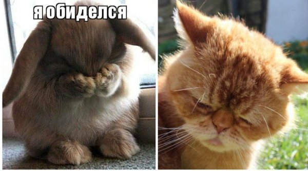 Картинки я обиделась на тебя