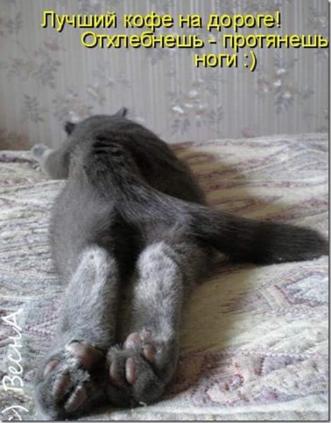 Обиженный кот юмор