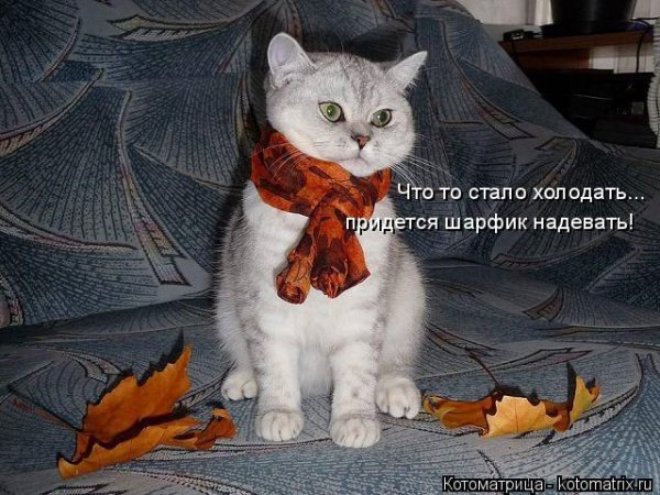 Что то стало холодать картинки