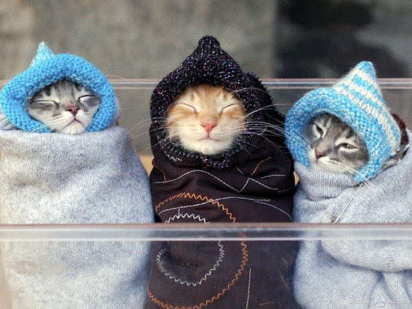 Кот и холод