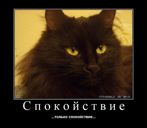 Цитаты про спокойствие смешные