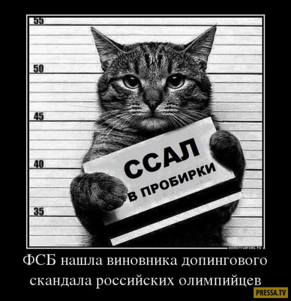 Кот с табличкой срал в тапки