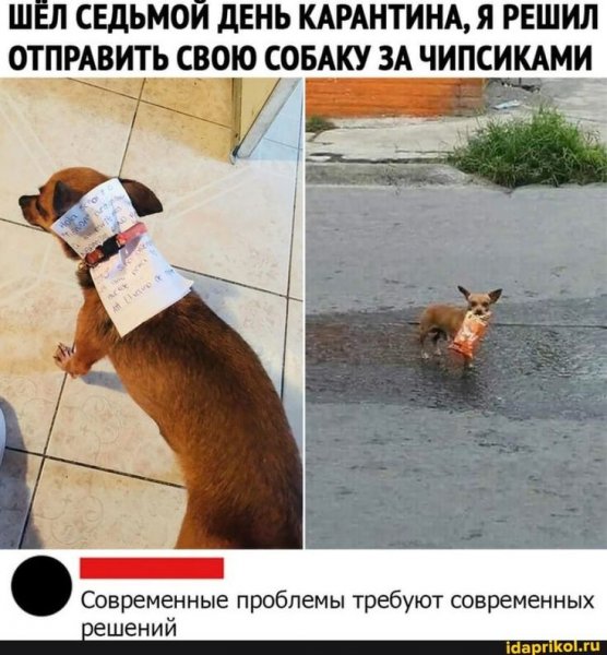 Картинки прикольные смешные