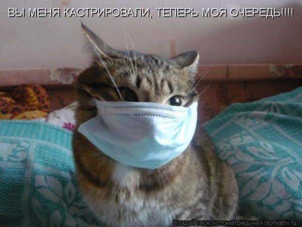 Кот в медицинской маске