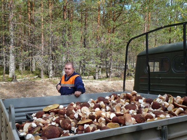 Фура с грибами