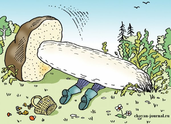 Грибы карикатура