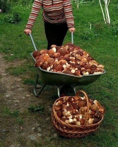 Приколы про грибников