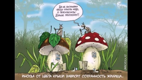 Анекдоты про грибы