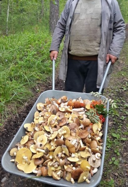 Прикольный грибник
