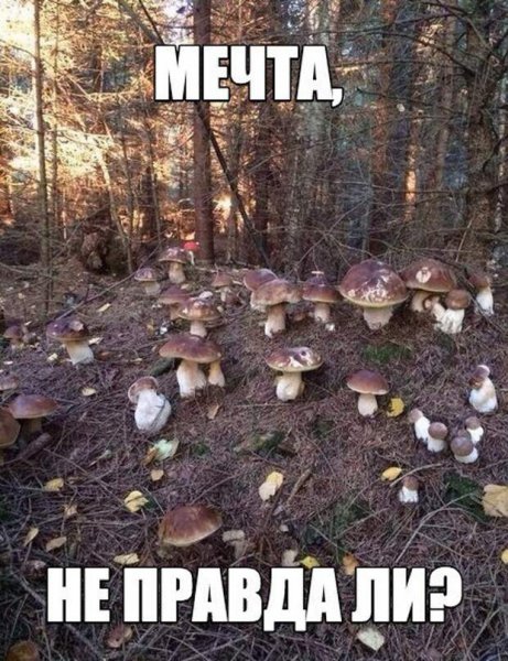 Грибы прикол