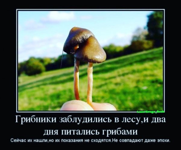 Грибы прикол