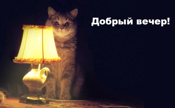 Котик с лампой