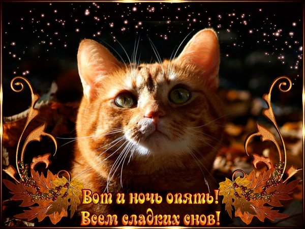 Доброй ночи картинки
