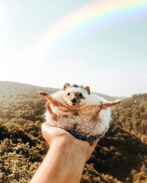 Эстетика животных