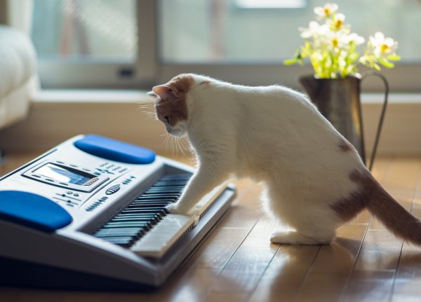 Котики с музыкальными инструментами
