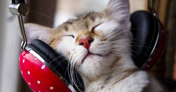Котик в наушниках
