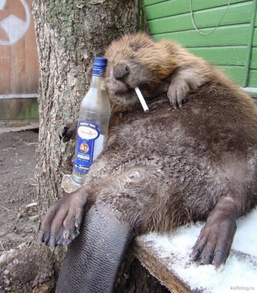 Бобер смешной