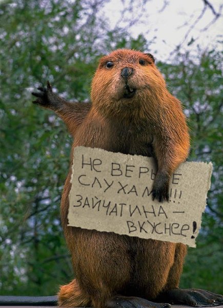 Бобруйск для Бобров