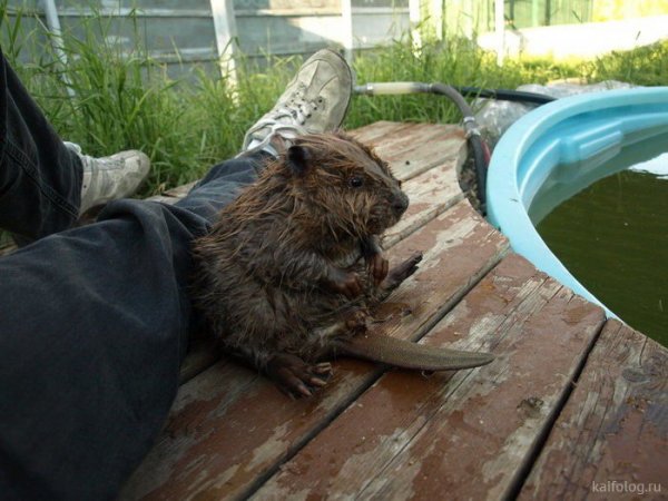 Приколы с бобром