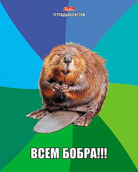 Всем бобра прикол