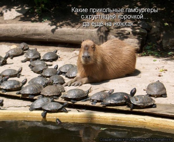 Бобры приколы