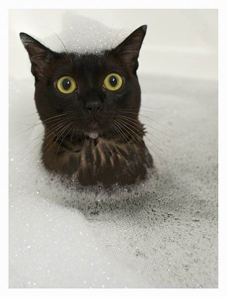 Смешные черные коты