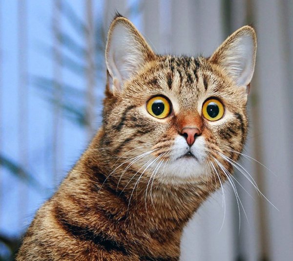 Смешной удивленный кот