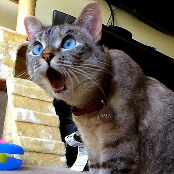 Удивленный кот