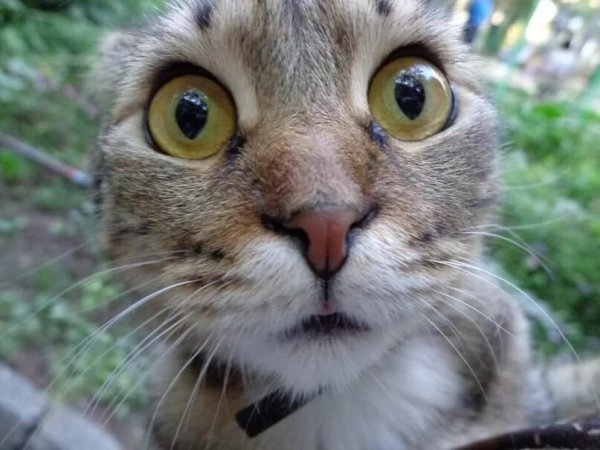 Смешные морды котов