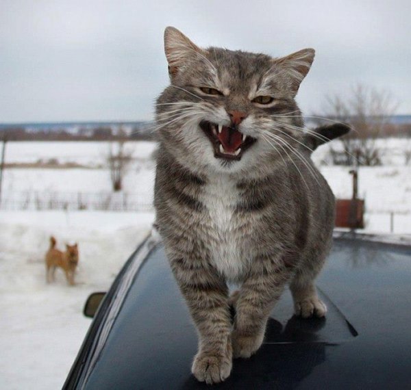 Харизматичные коты