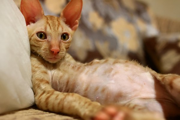 Кот после обеда