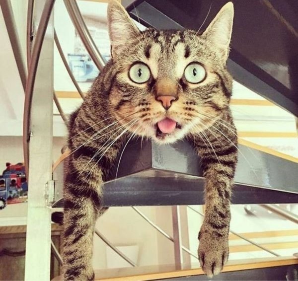 Удивление коты