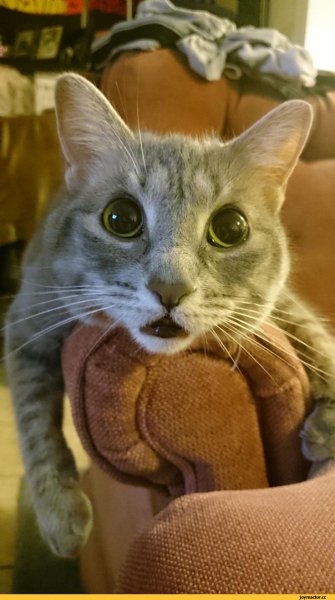 Обалдевший кот