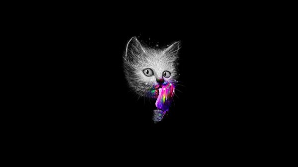 Котенок на черном фоне
