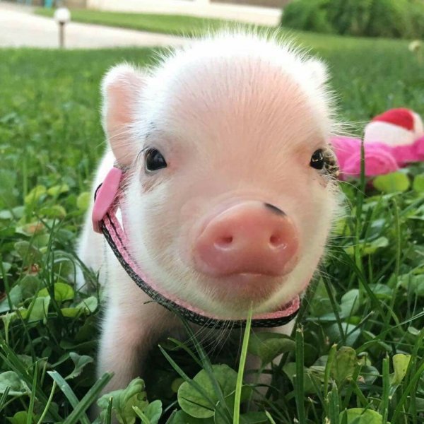 Прикольные картинки про свиней (49 фото)