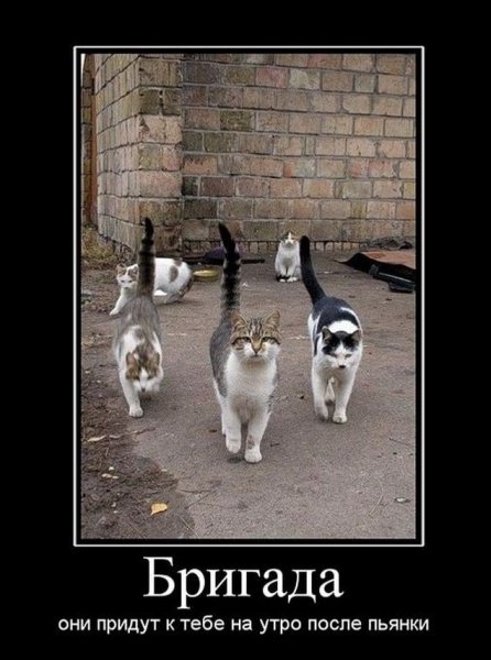 Мы банда прикол