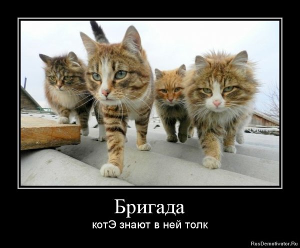 Коты демотиваторы