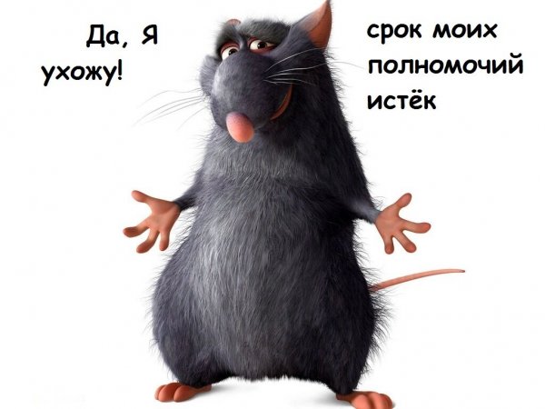 Рататуй крыса